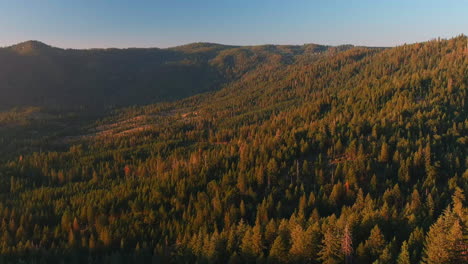 Pinos-Y-Secuoyas-En-Colores-Otoñales-En-El-Bosque-Nacional-Stanislaus