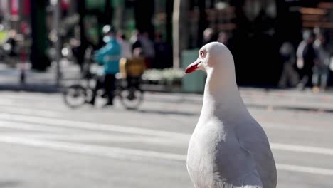 una gaviota mira pasar un tranvía