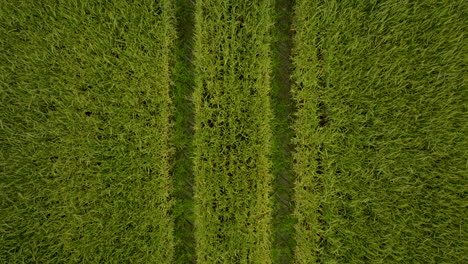 top down view of green agricultural wheat field - drone shot