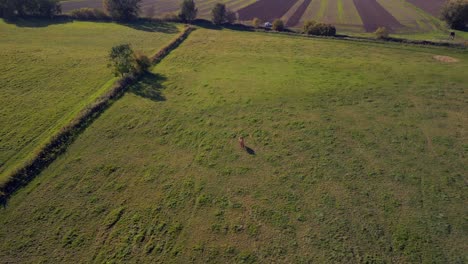 Braunes-Pferd-Füttert-Allein-Auf-Der-Bauernhofweide-Magisches-Luftbild-Flugpanorama-Orbit-Drohne-Des-Pferdefeldes-Brandenburg-Havelland-Deutschland-Bei-Sommersonnenuntergang-2022