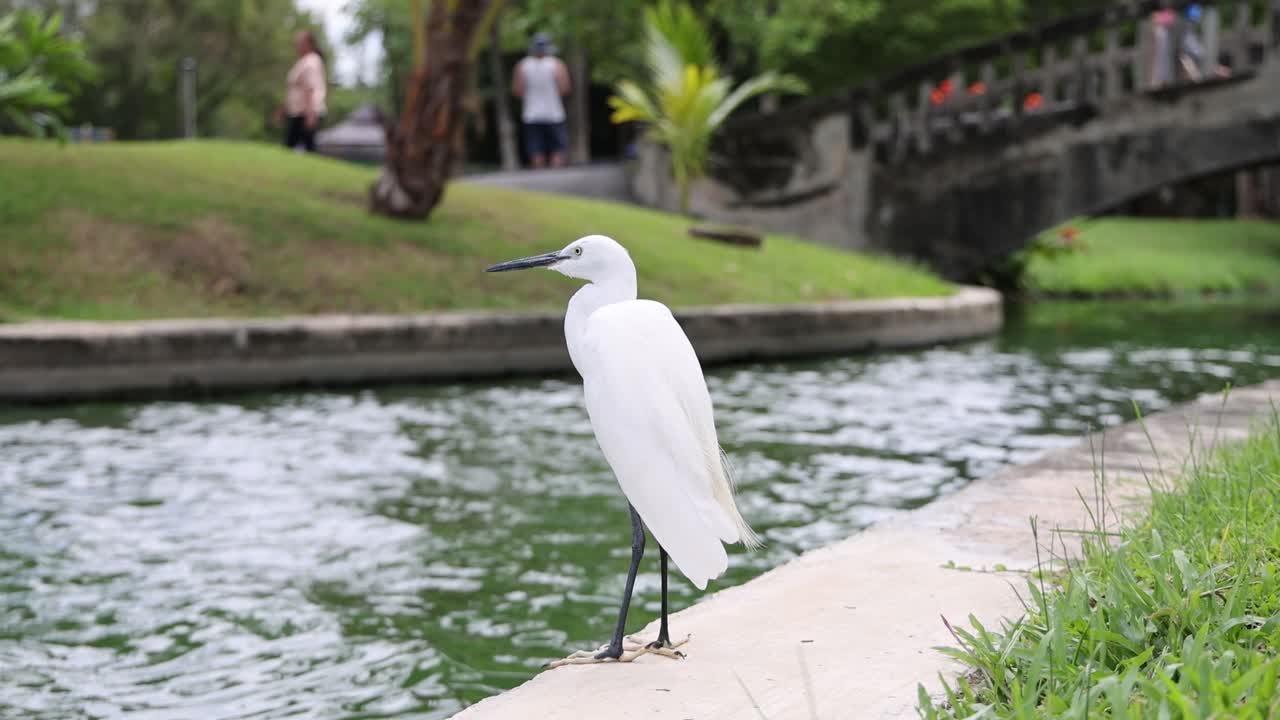 белая эгрет стоит у спокойной реки.