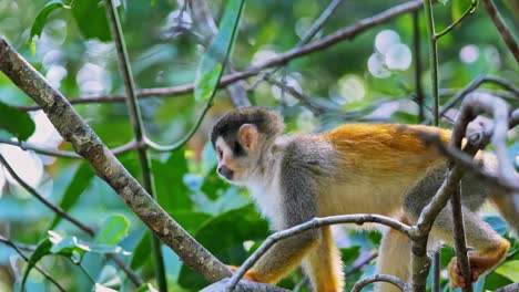 Being-the-smallest-of-it's-kind-in-the-country,-the-Costa-Rican-Squirrel-Monkey-is-jittery-and-curious-as-in-settles-on-a-branch-high-in-a-tree-in-Parque-Nacional-Manuel-Antonio