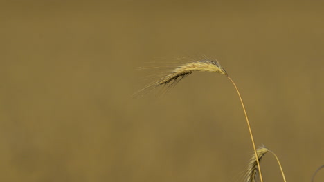 Primer-Plano-De-Un-Solo-Tallo-De-Trigo-En-Un-Campo,-Con-Un-Fondo-De-Enfoque-Suave