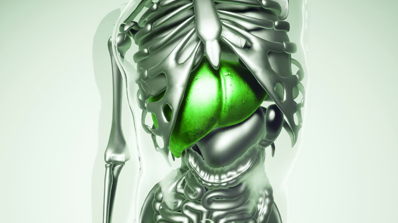 Human Liver Model with all Organs and Bones