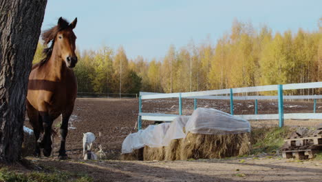 animals in the farm