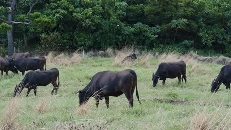 granja de vacas en ishigaki