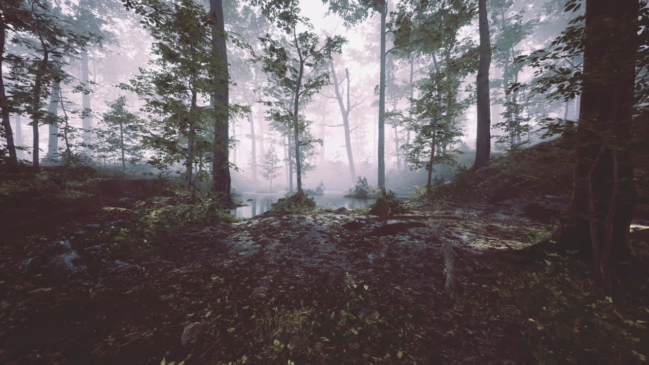 Misty forest landscape with soft light illuminating trees at dawn