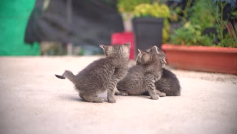 pequeños gatos bebés lindos en la canasta aprendiendo a caminar al aire libre