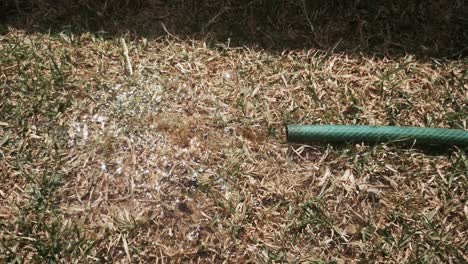 handheld, water flowing from garden hose on dry grass