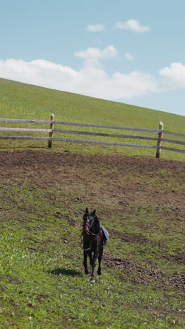 dark bay horse with harness and saddle runs along paddock with green grass on hill slope slow motion. gorgeous equine animal grazes on highland pasture