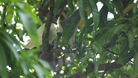 cockatoo interacts with tree environment