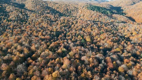 cinematic shot of countless green trees in heart of majestic forest