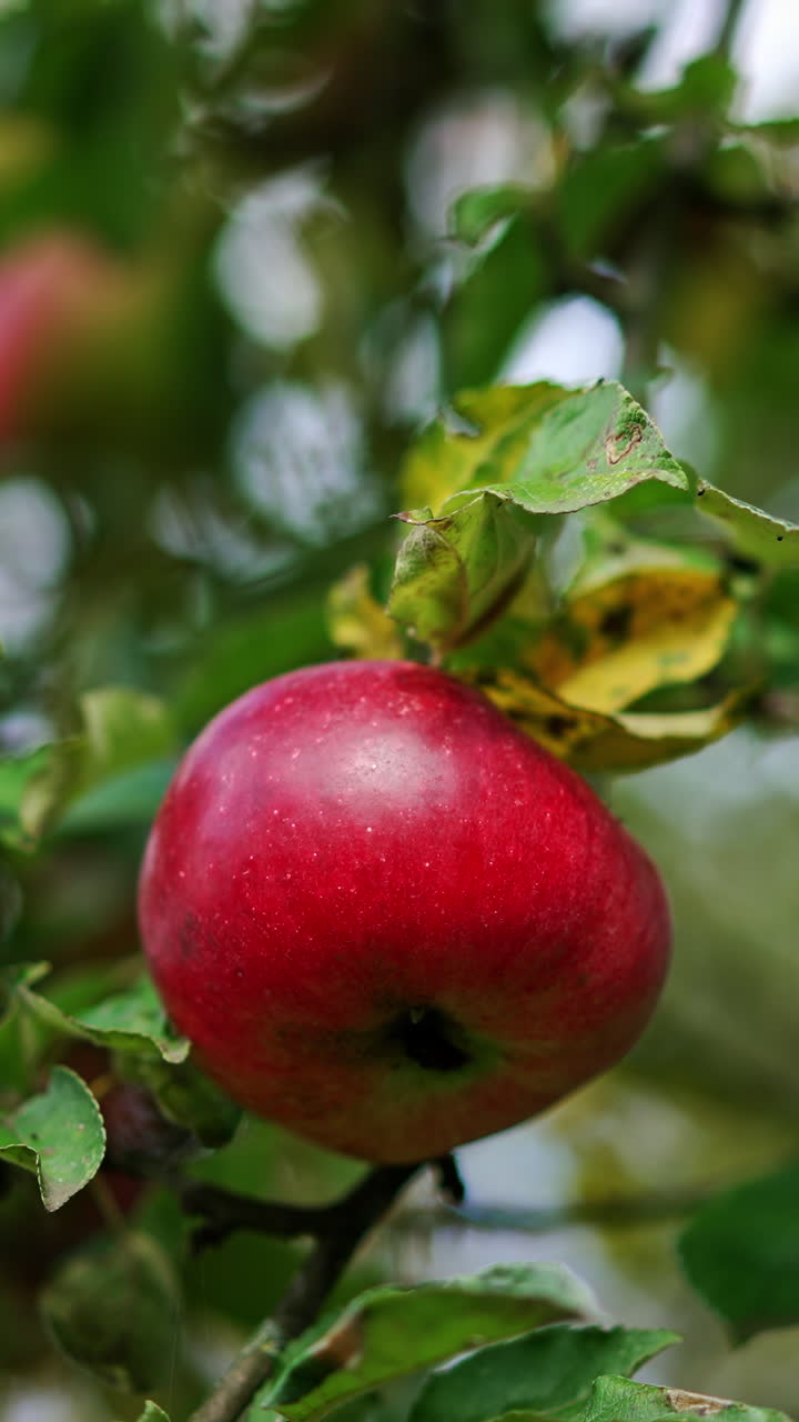 Beautiful ripe red apple hanging from the branch. Close up. Male hand takes the fruit from a tree. Low angle view. Vertical video