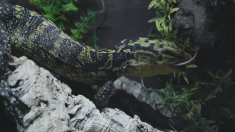 varanus cumingi lizard eating a mouse