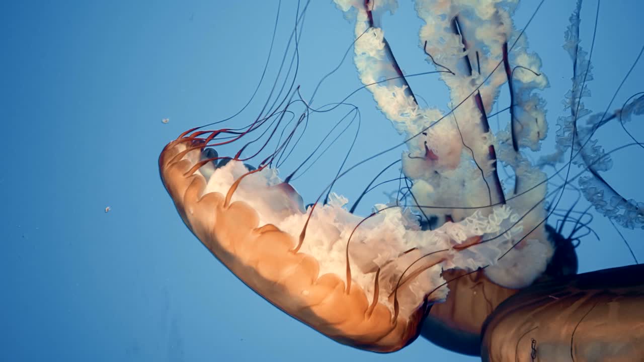 큰 수달 의 영화적 초상화