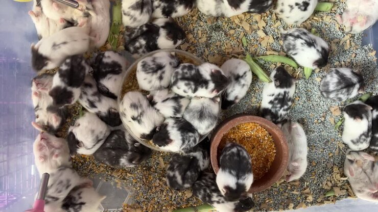Um grupo de hamsters em uma caixa de contêiner em exibição em uma loja de animais