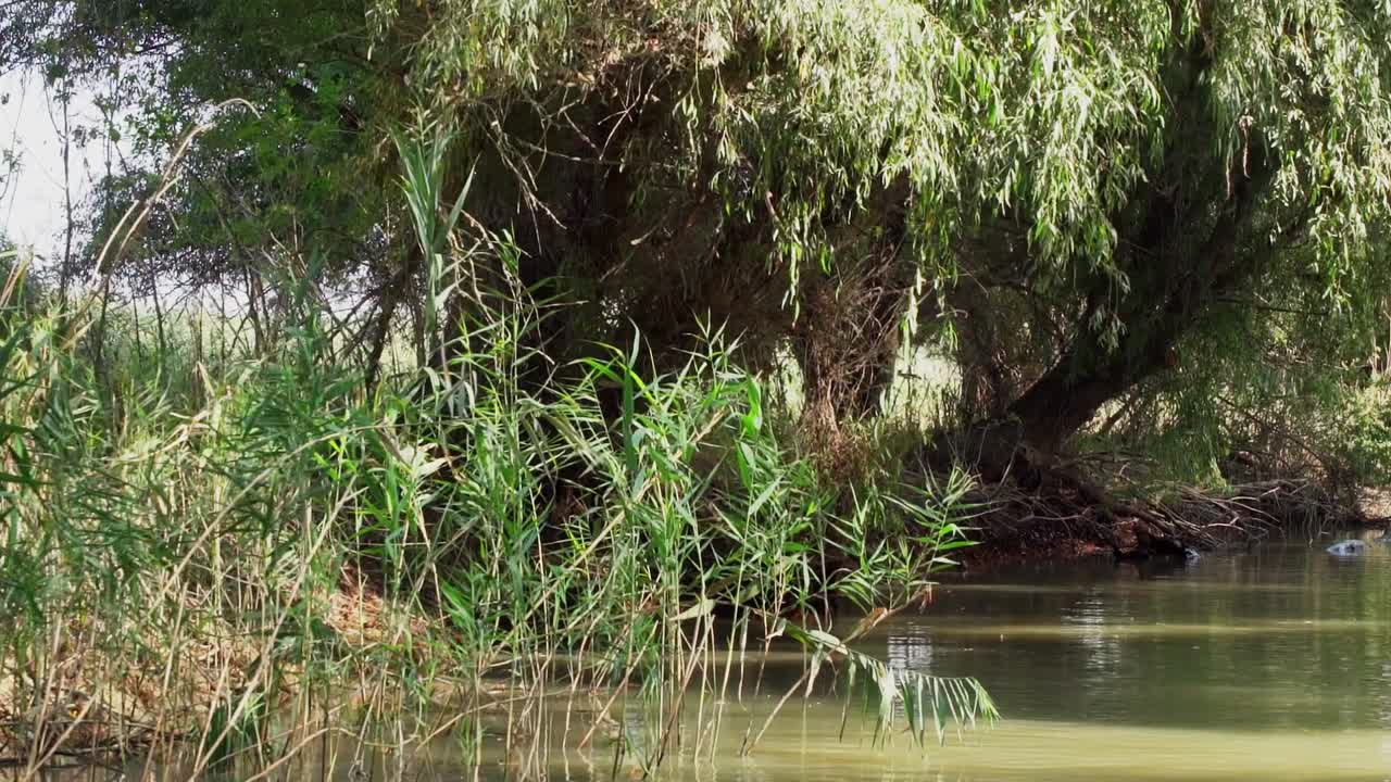Willow Trees And Common Reeds Growing At Danube Delta In Tulcea, Romania, Europe In Summer