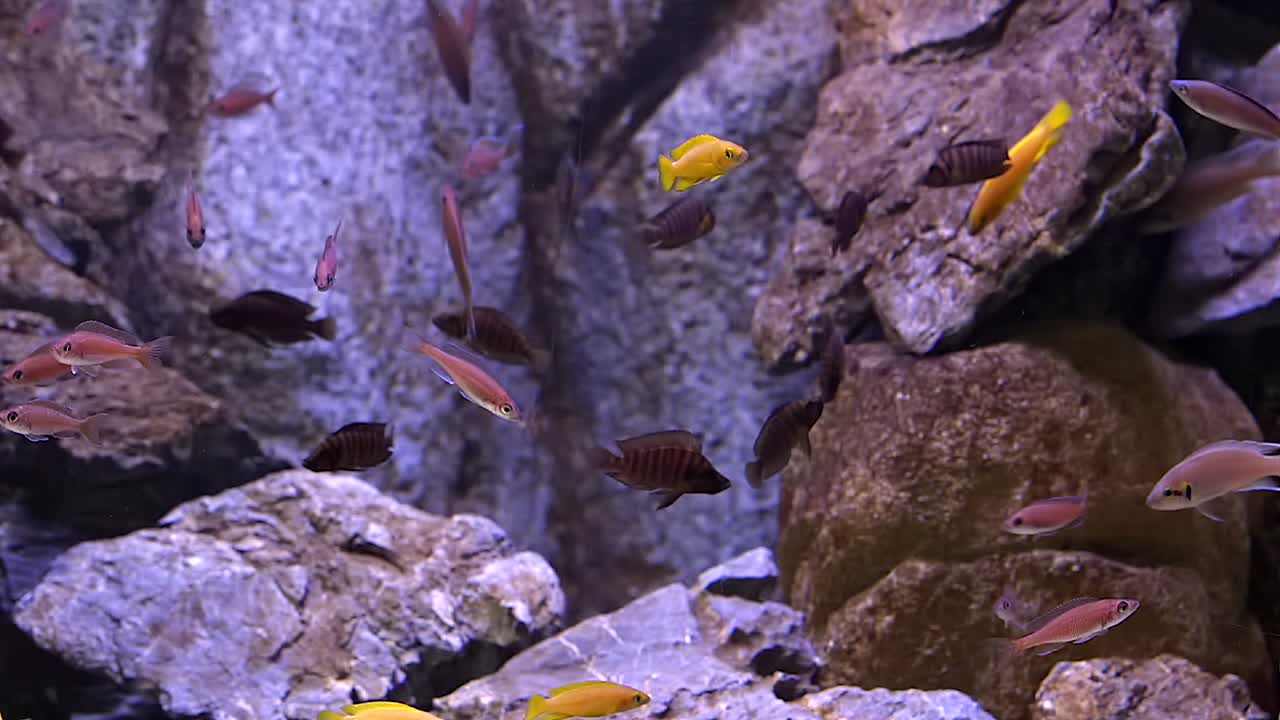 Un colorato banco di pesci Ciclidi vicino alle rocce - primo piano
