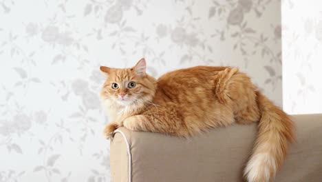 cute ginger cat lying on arm of sofa. fluffy pet starring in camera. cozy home background