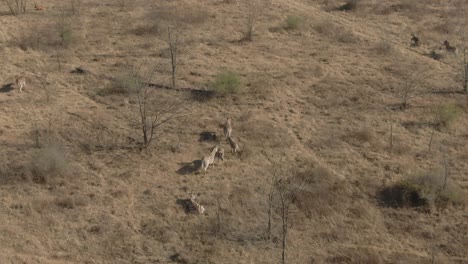 Drohnenantenne-Von-Zebras-In-Freier-Wildbahn-An-Einem-Kalten-Wintermorgen