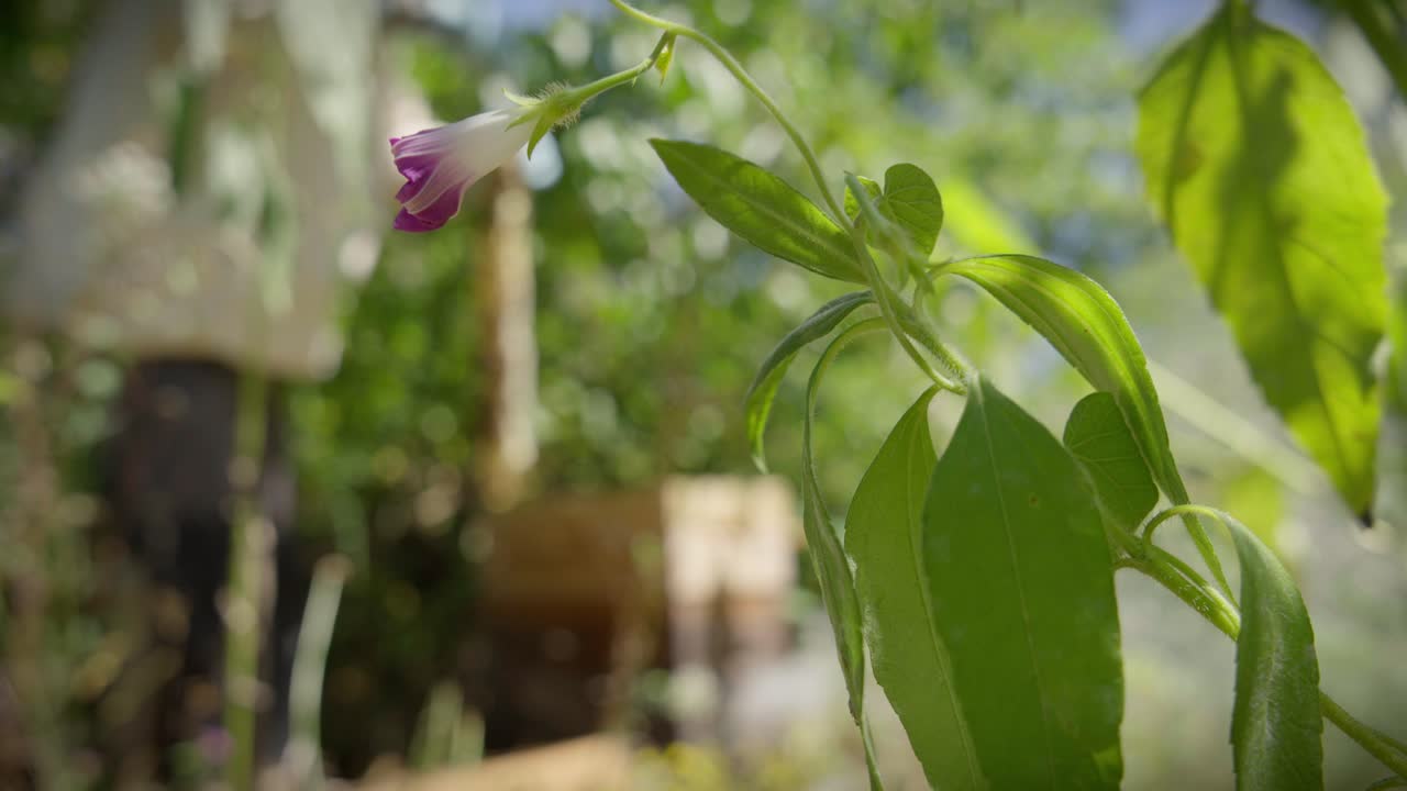 un apicultor quita un panal de una colmena