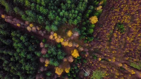 Autumn-in-a-forest,-aerial-top-view,-mixed-forest,-green-conifers,-birch-trees-with-yellow-leaves,-fall-colors-countryside-woodland,-nordic-forest-landscape,-wide-establishing-shot-moving-forward