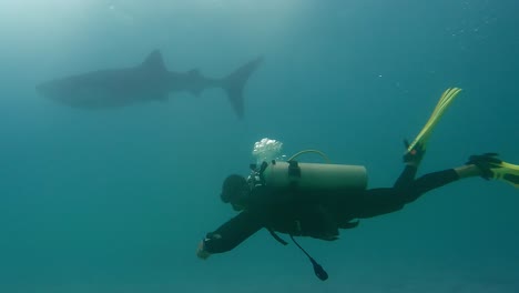 el buzo se encuentra con un gran tiburón ballena, disparo de seguimiento