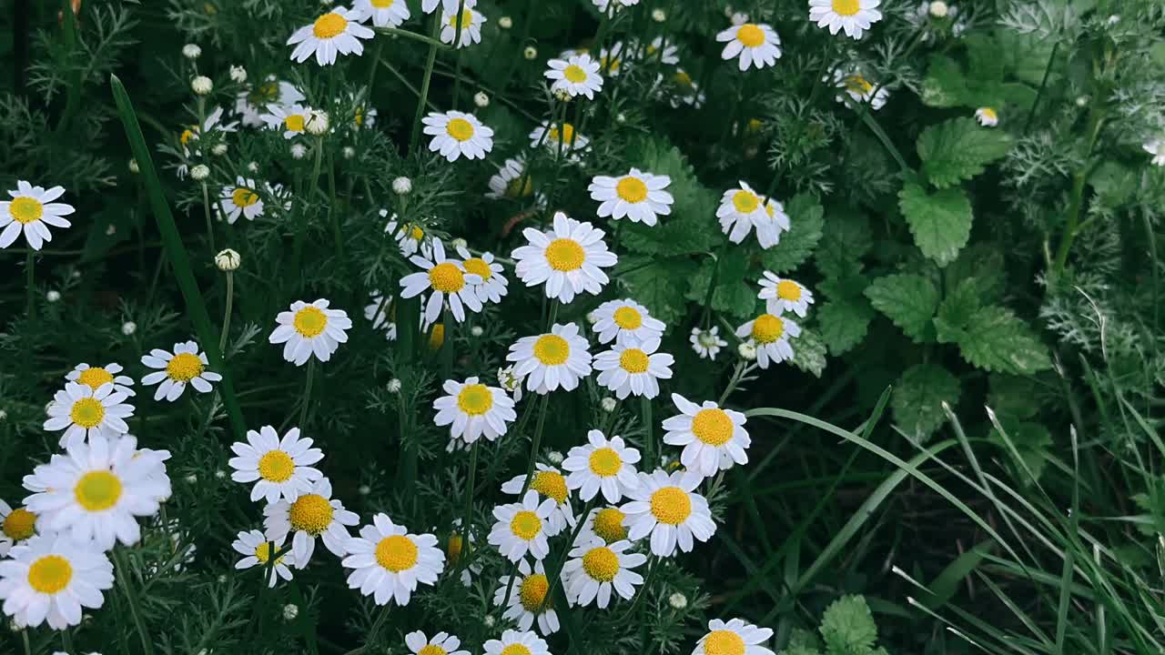 Chamomile Field