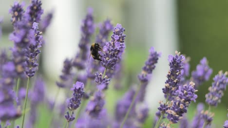 Bumblebee-looking-for-nectar-on-purple-flower,-close-up-macro