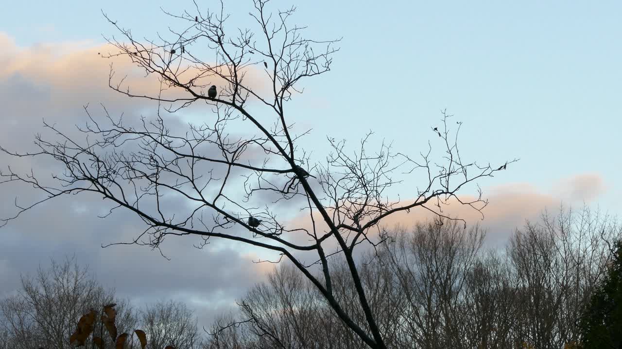 하루가 끝나는 시간이라 가게 문을 닫기 전에 새들이 활발하게 먹이를 줍니다