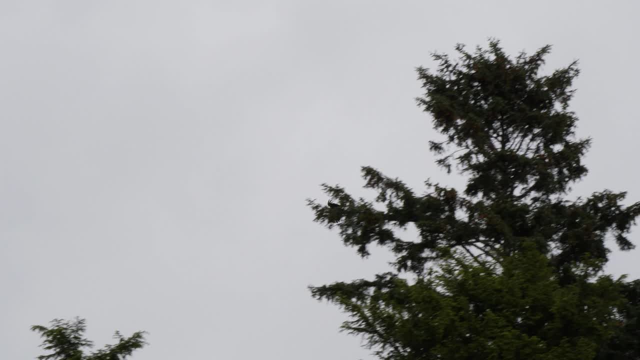 Bald eagle flying over Sitka National Historical Park, Alaska.