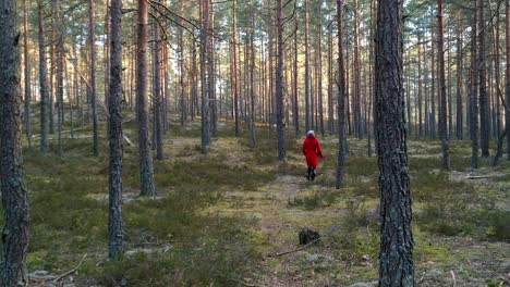 adult woman wearing a red coat walks in a freedom forest alone on a sunny day