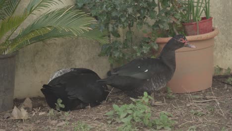 ducks in a small farm resting near some plant vases