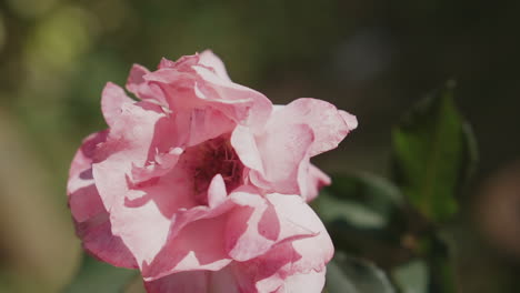 vista de cerca de una hermosa flor rosada
