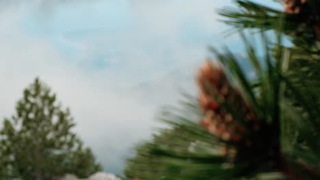 Racking-Focus-Between-A-Bosnian-Pine-Plant-And-The-Foggy-Mountain-Landscape-In-The-Background