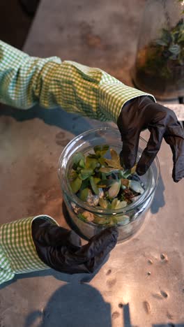 person arranging succulents in a terrarium