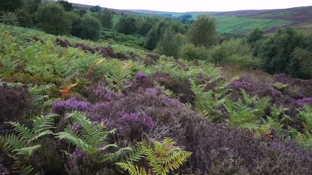 Heather moorland with birch scrub and bracken encroaching - North York Moors, England August 2021