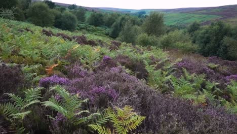 heather moorland with birch scrub and bracken encroaching - north york moors, england august 2021
