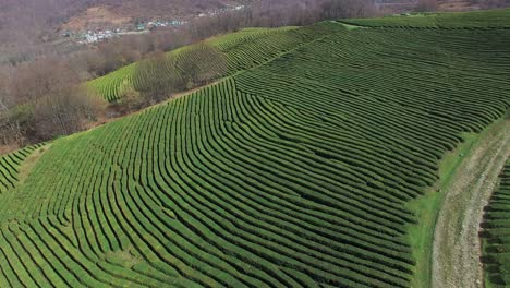 vista aérea de una plantación de té