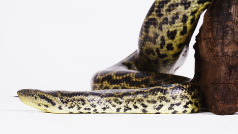 una anaconda amarilla sobre un fondo blanco deslizándose lentamente