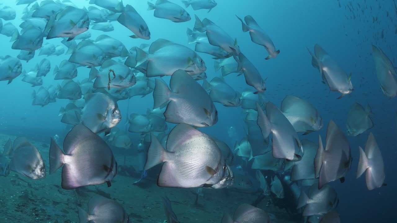 Underwater photographer captures footage of a large school of fish species cover the wreck of the ex-navy ship HMAS Tobruk as scuba diver explore the underwater sunken boat