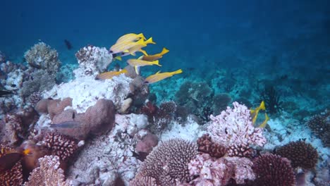 Reef-with-a-variety-of-hard-and-soft-corals-and-tropical-fish.-Maldives-Indian-Ocean.