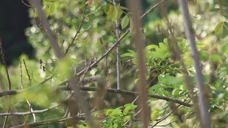 squirrel in a tree, blending with the natural environment in a serene moment