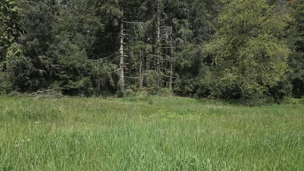 Green grass field swaying gently in the breeze, bordering a dense forest with tall trees, captured in six sequential shots, creating a sense of continuity and subtle change