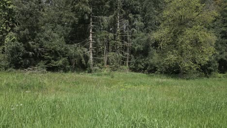 green grass field swaying gently in the breeze, bordering a dense forest with tall trees, captured in six sequential shots, creating a sense of continuity and subtle change