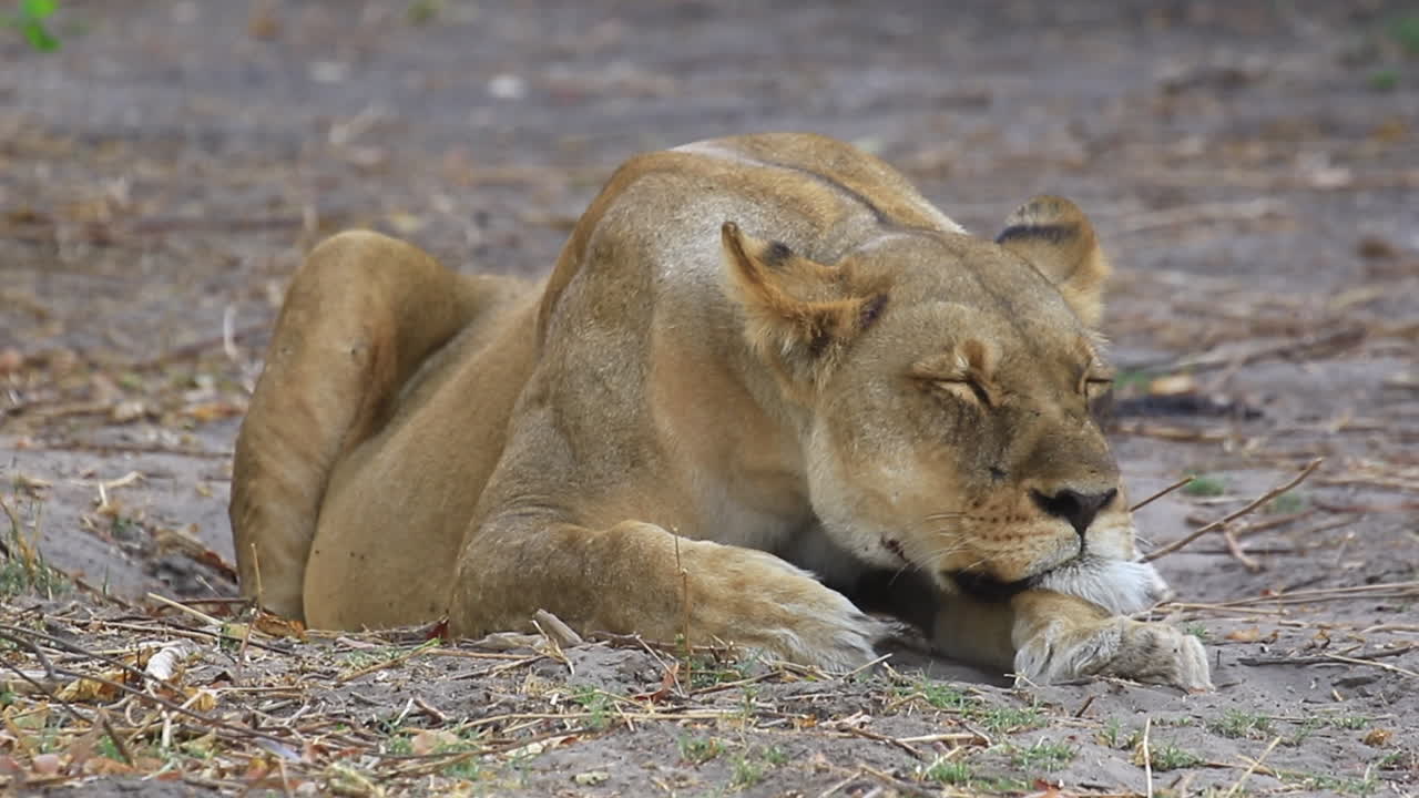 afrikaanse leeuw rust rustig in het zand terwijl vliegen rond zoemen, close-up