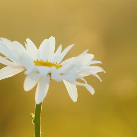 Daisy-grows-in-a-field-of-flowers-2