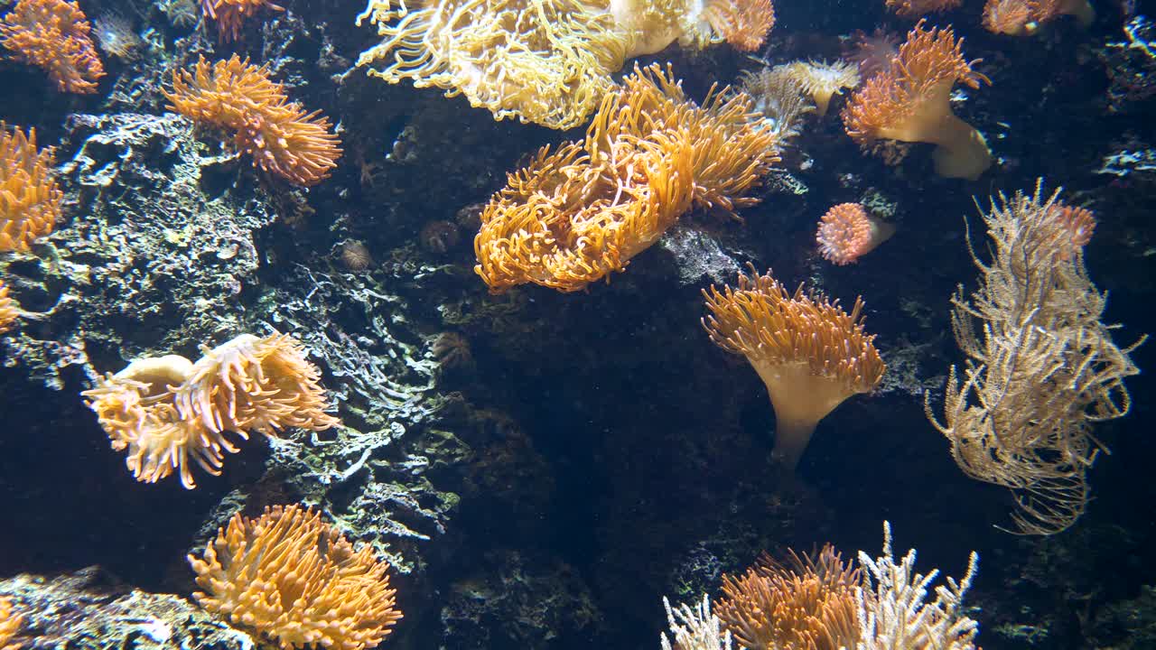 Ripresa al rallentatore in primo piano di anemone di mare colorato che ondeggia sott'acqua - Anemoni di mare, animali marini predatori dell'ordine Actiniaria