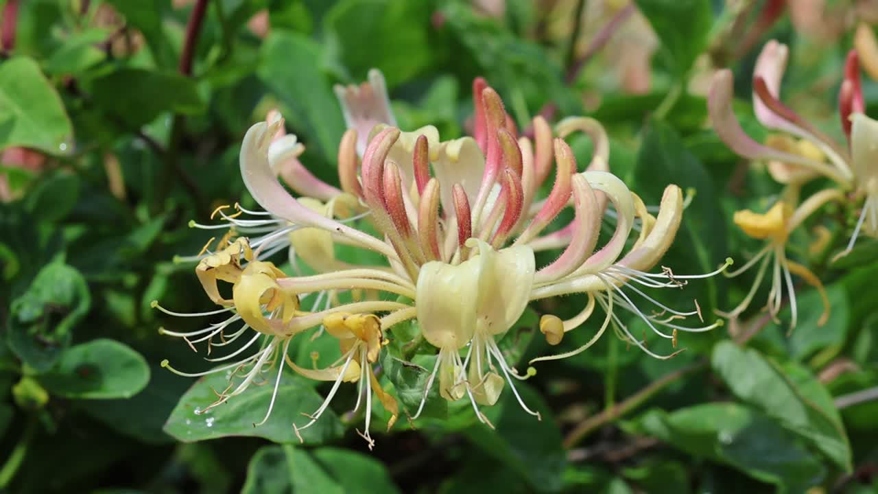 Honeysuckle flower, Lonicera periclymenum, Summer. UK