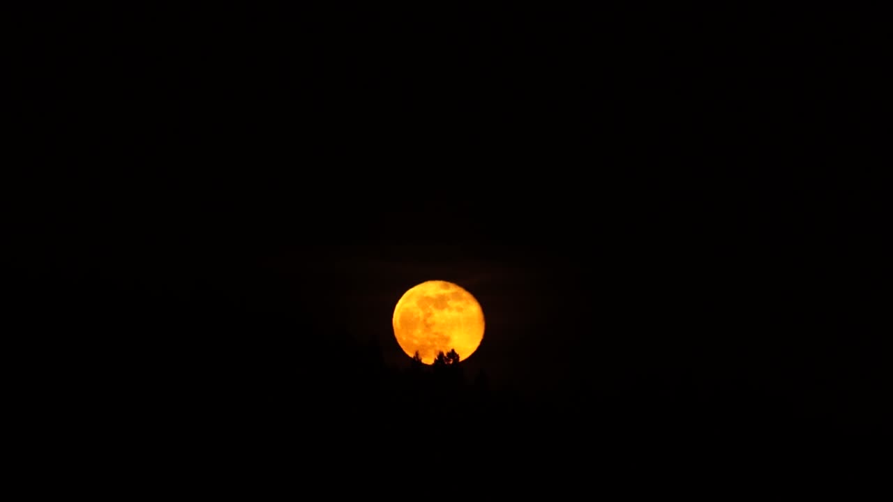 Orange full super moon rising. Sping pink super moon, silhouetting a distant forest, real time